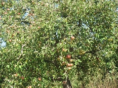 Apelbaum2018 in Cyriaxweimar mit vielen Äpfeln © Bernd Weimer