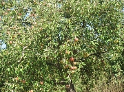 Apelbaum2018 in Cyriaxweimar mit vielen Äpfeln