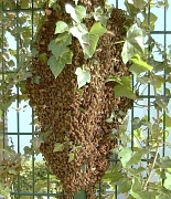 Ein Bienenschwarm, der sich an einem Gartenzaun zusammengefunden hat.