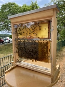 Bienen im Glaskasten